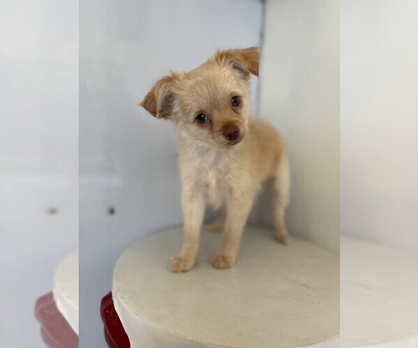 Medium Photo #3 Chihuahua Puppy For Sale in Studio City, CA, USA