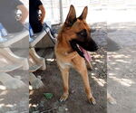 Small #8 German Shepherd Dog