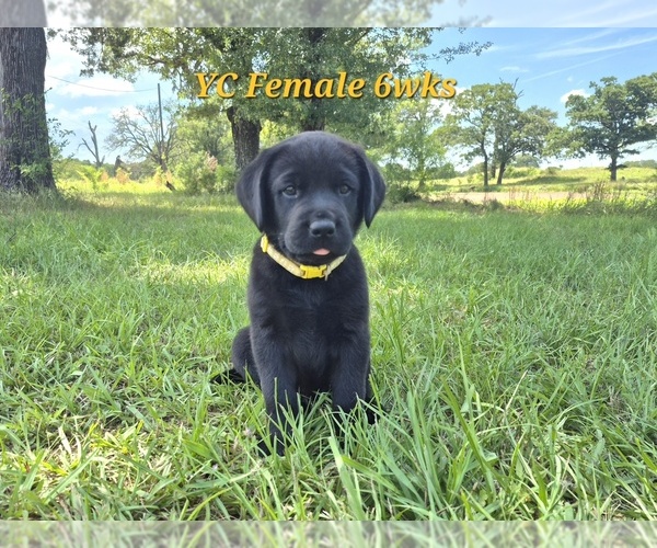 Medium Photo #4 Labrador Retriever Puppy For Sale in EDGEWOOD, TX, USA