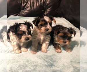 Yorkshire Terrier Puppy for sale in LOS ANGELES, CA, USA
