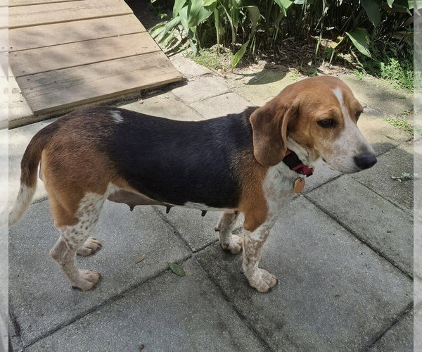 Medium Photo #15 Beagle Puppy For Sale in Dunnellon, FL, USA