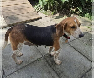 Colleen - Female Beagle Dog for Adoption - Photo #15