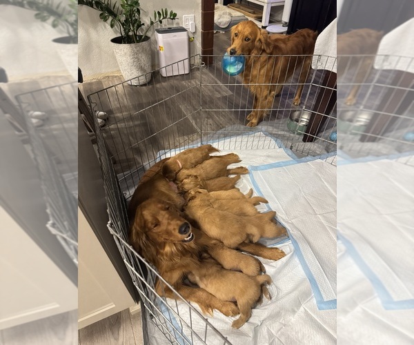 Medium Photo #9 Golden Retriever Puppy For Sale in GARDNERVILLE, NV, USA