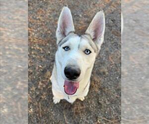 Siberian Husky Dogs for adoption in Woodland, CA, USA