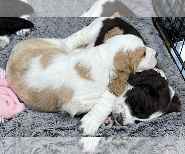Medium Photo #7 English Springer Spaniel Puppy For Sale in LOOKOUT MOUNTAIN, TN, USA