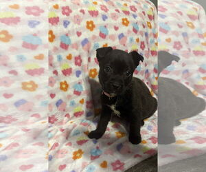 German Shepherd Dog-Unknown Mix Dogs for adoption in Holly Springs, NC, USA