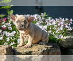 Puppy Nora French Bulldog