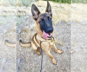 Mutt Dogs for adoption in Sandy, UT, USA