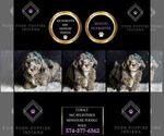 Small Photo #69 Poodle (Toy) Puppy For Sale in WARSAW, IN, USA