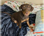 Small #9 Mutt