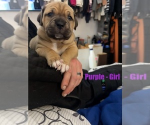 American Staffordshire Terrier-Cane Corso Mix Puppy for sale in OLYMPIA, WA, USA