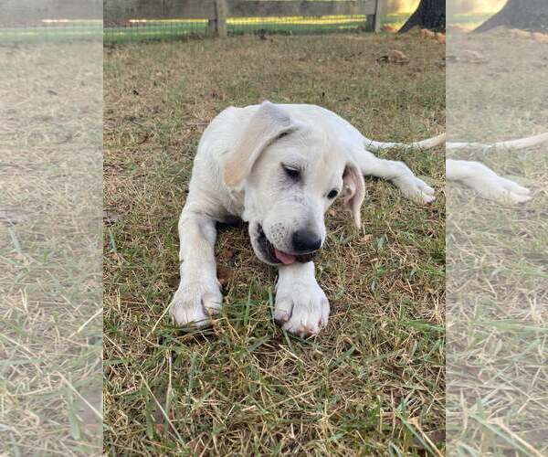 Medium Photo #4 Labrador Retriever-Unknown Mix Puppy For Sale in Alexander, AR, USA
