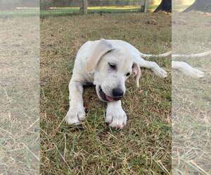 Sylvan - Male Labrador Retriever-Unknown Mix Dog for Adoption - Photo #4