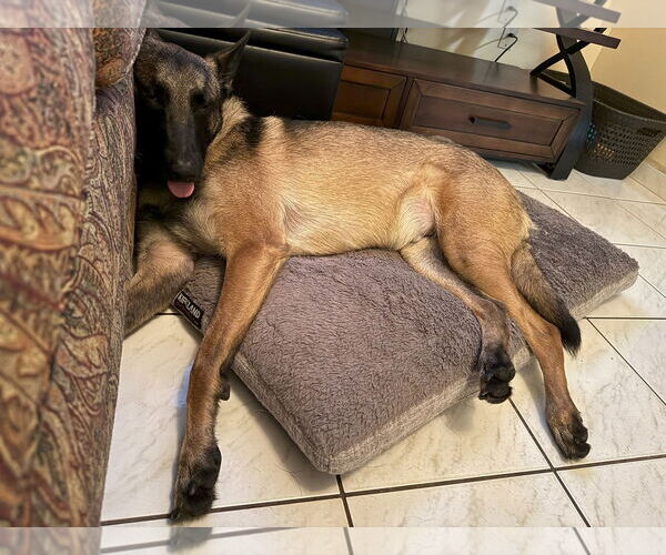 Medium Photo #3 Mutt Puppy For Sale in Stevens Point, WI, USA