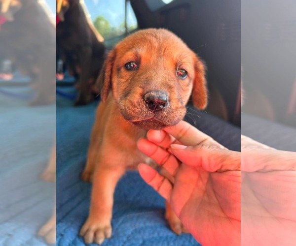 Medium Photo #3 Labrador Retriever-Unknown Mix Puppy For Sale in Fort Worth, TX, USA