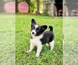 Border Collie-Papillon Mix Puppy for sale in CULPEPER, VA, USA