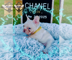 Small #3 French Bulldog