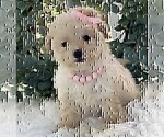 Small #24 Poodle (Toy)
