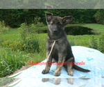 Small #5 German Shepherd Dog