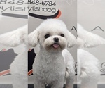 Small Photo #1 Maltipoo (Toy) Puppy For Sale in RANCHO BERNARDO, CA, USA