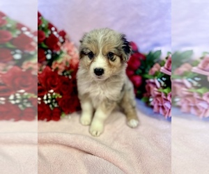 Australian Shepherd Puppy for sale in SPRINGFIELD, MN, USA