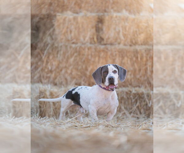 Medium Photo #1 American Pit Bull Terrier-Basset Hound Mix Puppy For Sale in Salt Lake City, UT, USA