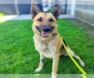 German Shepherd Dog Dogs for adoption in Long Beach, CA, USA