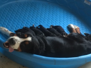 Mother of the Bernese Mountain Dog puppies born on 04/25/2018