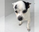 Small Chihuahua Mix
