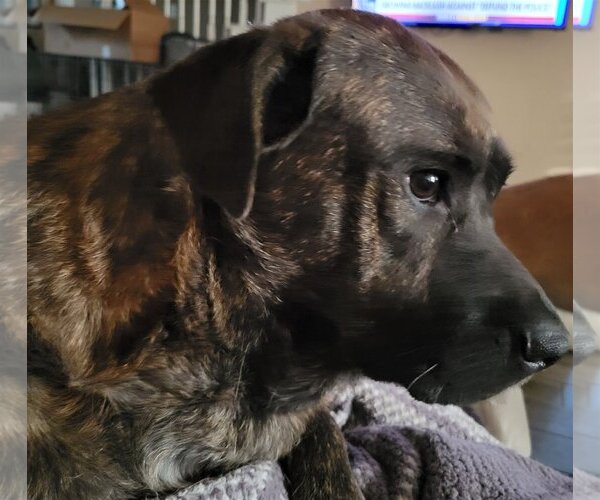 Medium Photo #6 Rottweiler-Unknown Mix Puppy For Sale in Spring, TX, USA