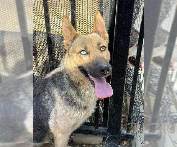 Medium Photo #4 German Shepherd Dog-Unknown Mix Puppy For Sale in Riverside, CA, USA
