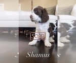 Small Photo #5 English Springer Spaniel Puppy For Sale in BAYVIEW, TX, USA