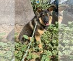 Small Photo #2 Australian Shepherd-Unknown Mix Puppy For Sale in Newport Beach, CA, USA