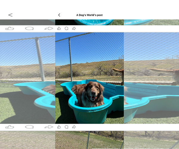 Medium Photo #4 Catahoula Leopard Dog-Labrador Retriever Mix Puppy For Sale in Tabernash, CO, USA