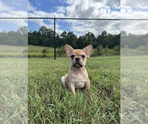 French Bulldog Puppy for sale in DAVIDSONVILLE, MD, USA