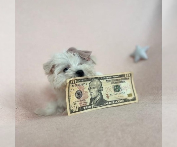 Medium Photo #2 Maltese Puppy For Sale in MIAMI, FL, USA