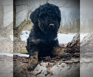 Goldendoodle (Miniature) Puppy for sale in KOKOMO, IN, USA