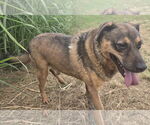 Small #1 German Shepherd Dog Mix