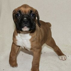 Boxer Puppy for sale in SINKING SPRING, PA, USA
