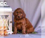 Small #4 Irish Setter-Poodle (Miniature) Mix