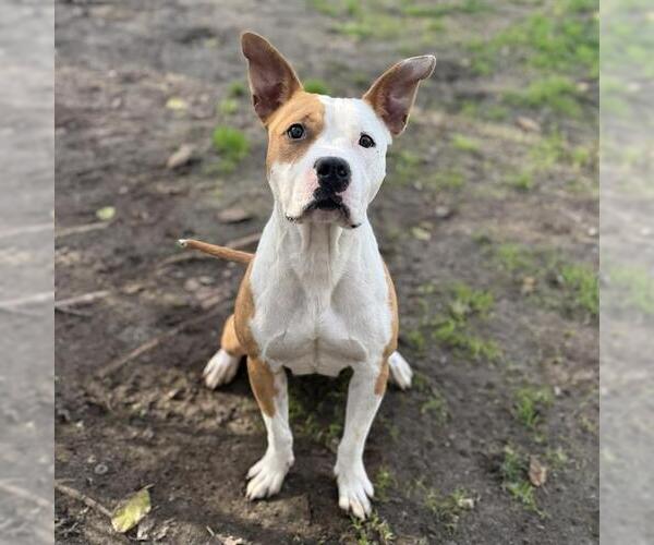 Medium Photo #3 Mutt Puppy For Sale in Modesto, CA, USA