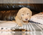 Small Photo #5 Goldendoodle Puppy For Sale in BRIGHTON, MO, USA