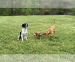 Small #4 American Foxhound Mix