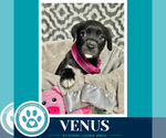 Small #2 Labrador Retriever Mix