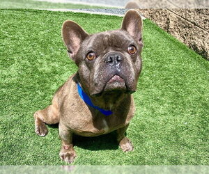 French Bulldog-Unknown Mix Dogs for adoption in Moreno Valley, CA, USA