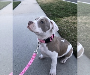 American Pit Bull Terrier Puppy for sale in BELLFLOWER, CA, USA