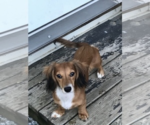 Dachshund Puppy for sale in ELIZABETHTOWN, KY, USA