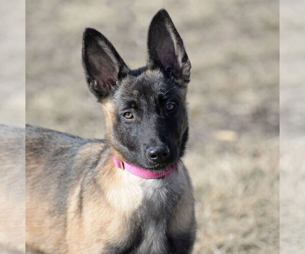 Medium Photo #10 Mutt Puppy For Sale in Gretna, NE, USA