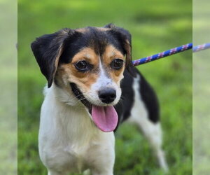 Beagle Dogs for adoption in Yardley, PA, USA