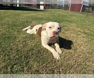 American Pit Bull Terrier-Unknown Mix Dogs for adoption in Grovetown, GA, USA